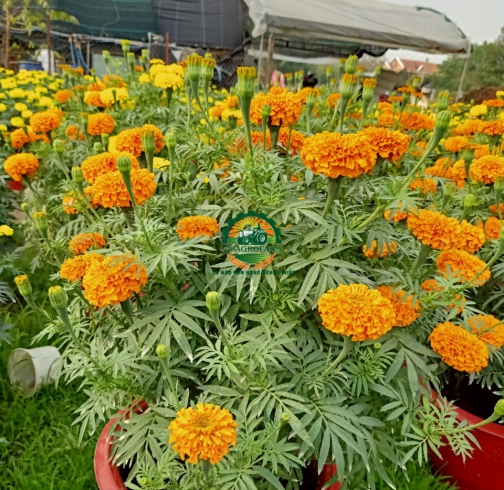 HOA CÚC VẠN THỌ