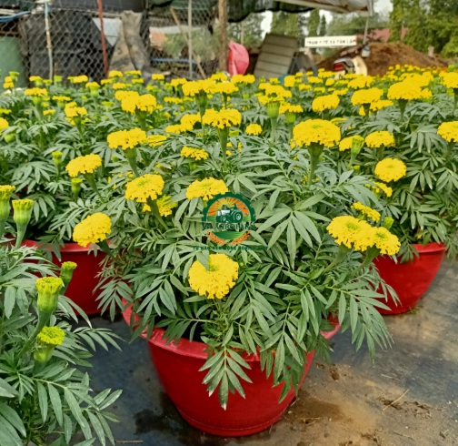 HOA CÚC VẠN THỌ