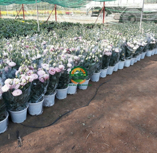 HOA  CÁT TƯỜNG