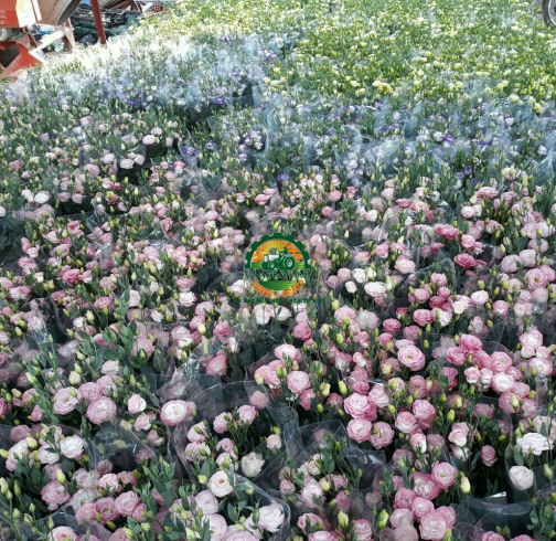 HOA  CÁT TƯỜNG