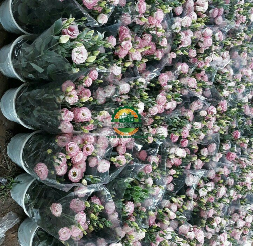 HOA  CÁT TƯỜNG