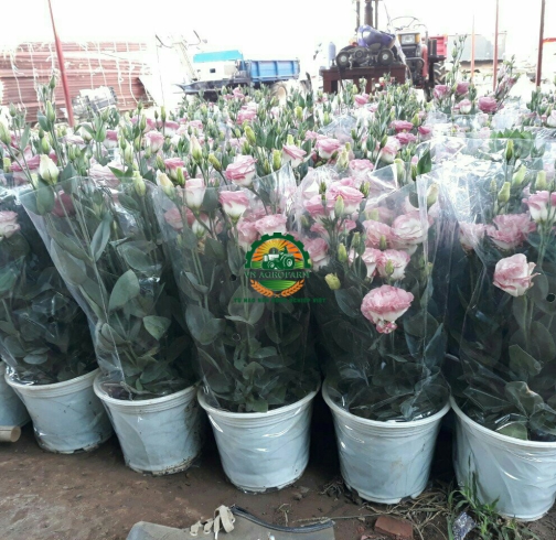 HOA  CÁT TƯỜNG