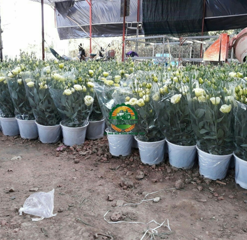 HOA  CÁT TƯỜNG