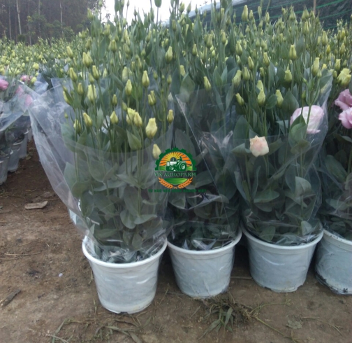 HOA  CÁT TƯỜNG