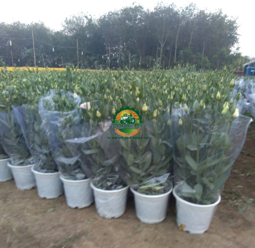 HOA  CÁT TƯỜNG