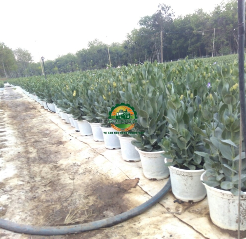 HOA  CÁT TƯỜNG