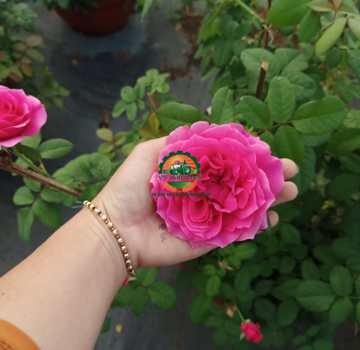 HOA HỒNG 