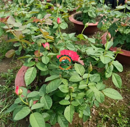 HOA HỒNG 
