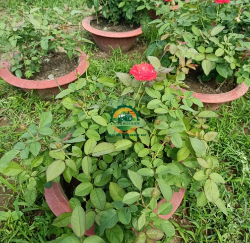 HOA HỒNG 