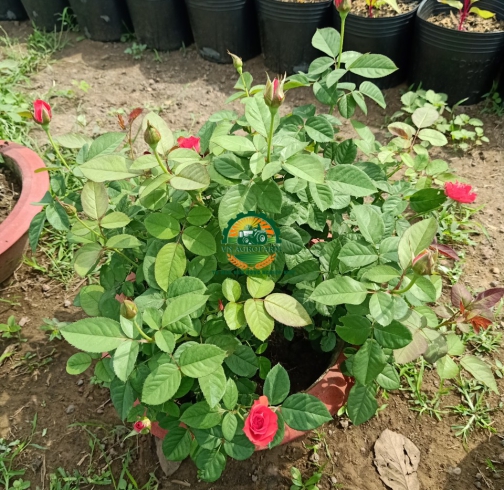 HOA HỒNG 