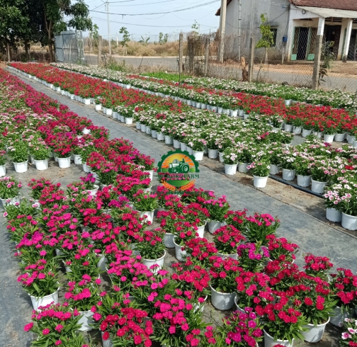 HOA CẨM NHUNG