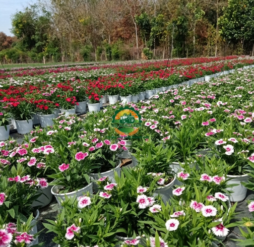 HOA CẨM NHUNG
