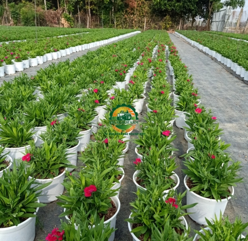 HOA CẨM NHUNG