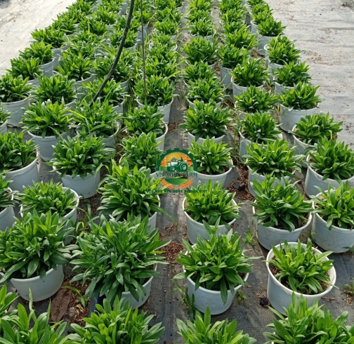 HOA CẨM NHUNG