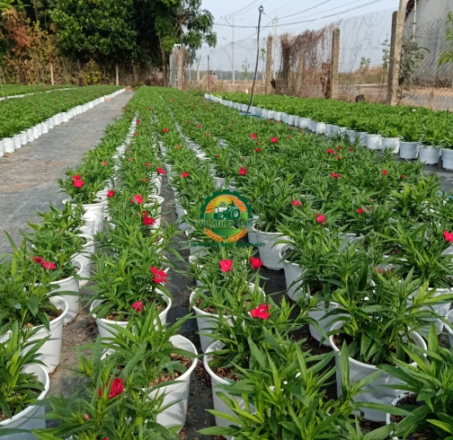 HOA CẨM NHUNG
