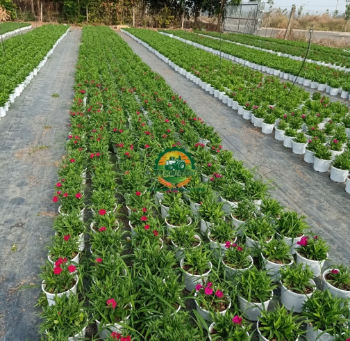 HOA CẨM NHUNG