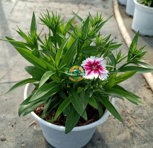 HOA CẨM NHUNG