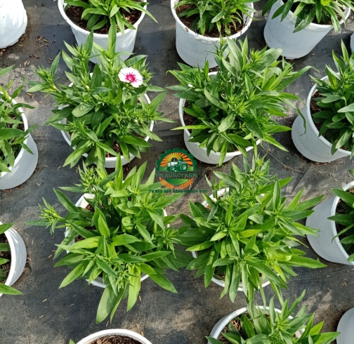 HOA CẨM NHUNG