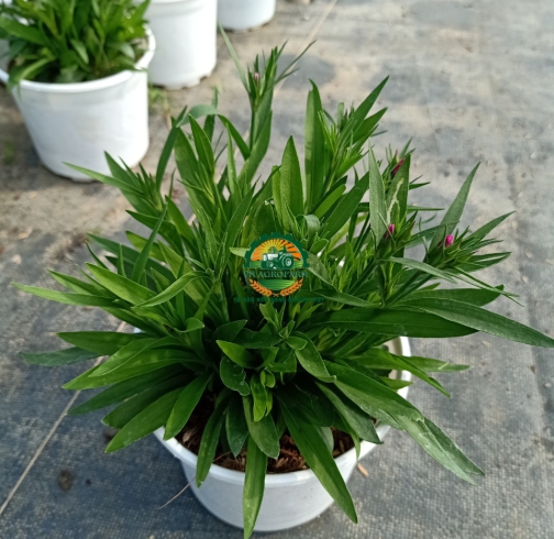 HOA CẨM NHUNG