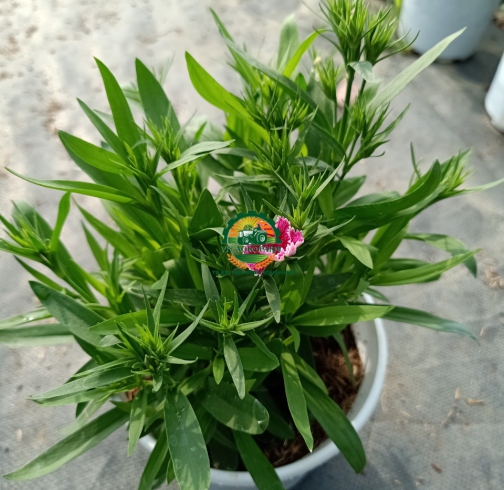 HOA CẨM NHUNG