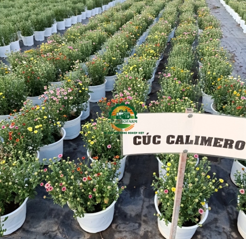 HOA CÚC CALIMERO