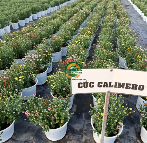 HOA CÚC CALIMERO