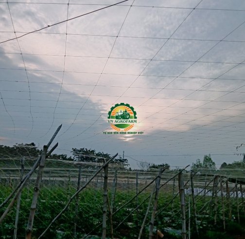 BÍ XANH